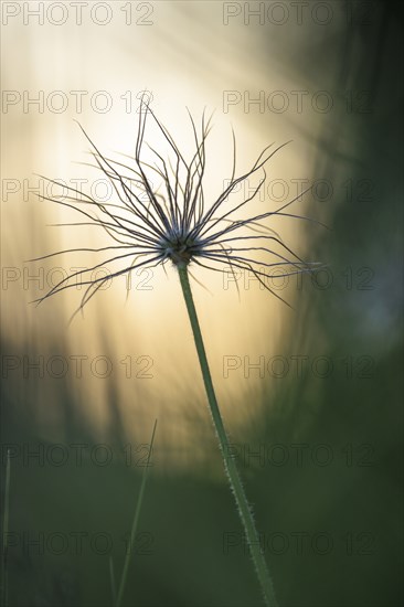 Silhouette of a seed head of a cowbell (Pulsatilla vulgaris) in the light, in front of a blurred background in nature, Rehletal, Engen, Hegau, Baden-Württemberg, Germany, Europe