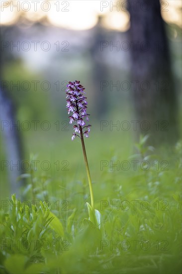 Close-up of a flower, spotted ragwort (Dactylorhiza maculata) on a green meadow on a spring morning, Rehletal, Engen, Hegau, Baden-Württemberg, Germany, Europe