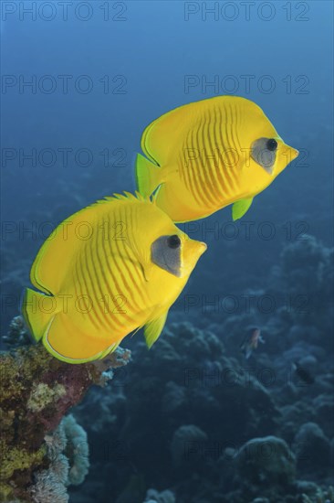 Masked butterflyfish, Chaetodon semilarvatus, Nuweiba, Sinai, Red Sea, Egypt, Africa