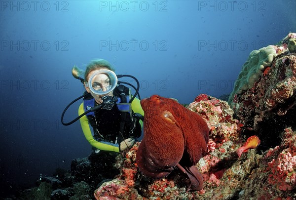 Octopus, Tag octopus and diver, Octopus cyanea, Maldives, Indian Ocean, Meemu Atoll, Asia