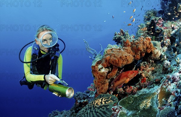 Diver on coral reef with jewelled perch, Cephalopholis miniata, Maldives, Indian Ocean, Meemu Atoll, Asia