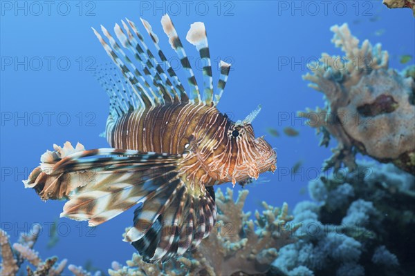 Lionfish, Pterois volitans, Daedalus Reef, Red Sea, Egypt, Africa