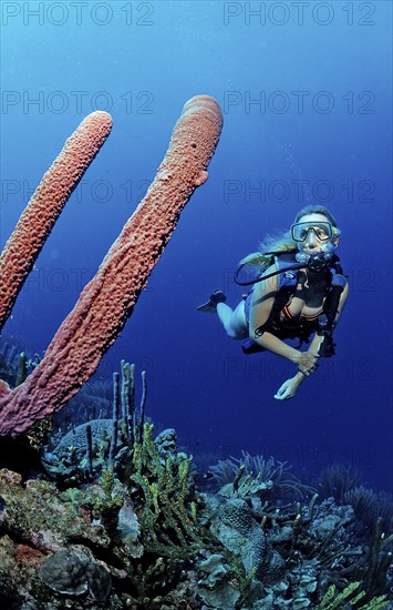 Diver and tube sponge, Aplysina archeri, Martinique, Lesser Antilles, Caribbean, Caribbean Sea, North America