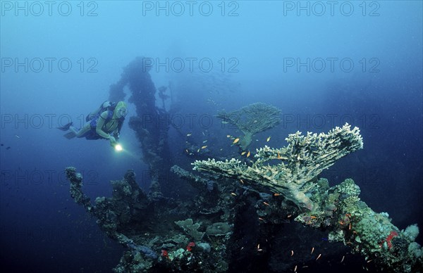 Diver on the Umbria shipwreck, Sudan, Africa, Red Sea, Wingate Reef, Africa