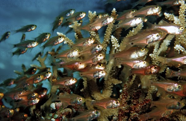 Glassfish between corals, Parapriacanthus ransonneti, Maldives, Indian Ocean, Meemu Atoll, Asia