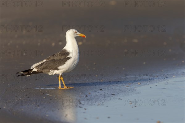 Herring gull (Larus fuscus) on the beach of Juist, East Frisian Islands, Germany, Europe