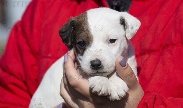 Little puppy Jack Russell Terrier in his arms close-up