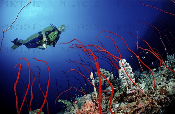 Diver and red whip coral, Juncella sp., Sudan, Africa, Red Sea, Africa