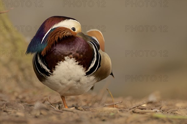 Resting Mandarin Duck