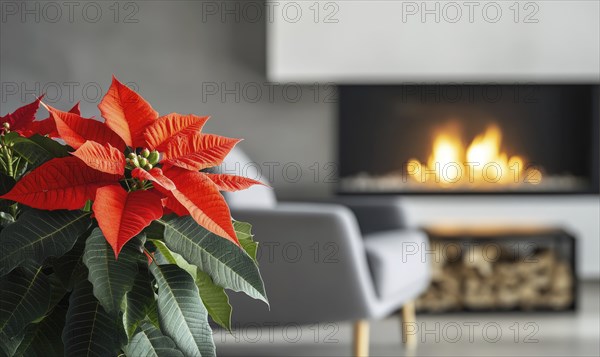 A red poinsettia plant is sitting in front of a fireplace. The fireplace is lit, and the room has a cozy and warm atmosphere AI generated