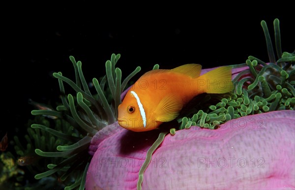 Maldives anemonefish, endemic, Amphiprion nigripes, Maldives, Indian Ocean, Meemu Atoll, Asia