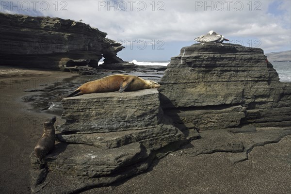 Galapagos sealions, Galápagos sea lions (Zalophus wollebaeki) and Brown pelicans (Pelecanus occidentalis) on the beach of Puerto Egas on Santiago Island, San Salvador Island, Galápagos Islands, Ecuador, Latin America, South America