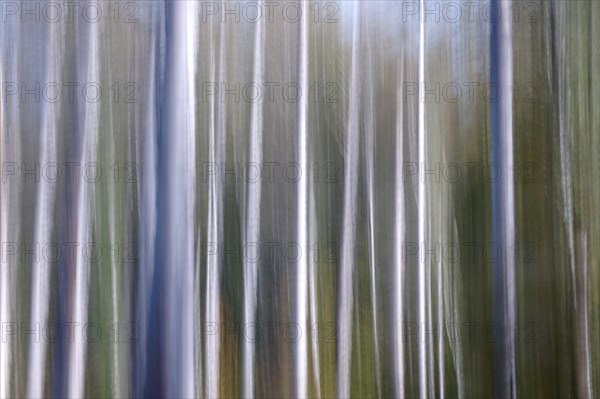 Autumnal forest, alienation through long exposure, Germany, Europe