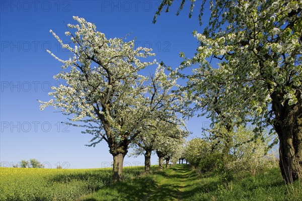 Carp tavern near Meissen, orchards in spring