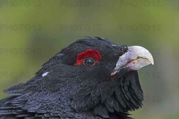 Western capercaillie (Tetrao urogallus) close up portrait of male, cock showing red skin, wattle above the eye and strong beak in spring