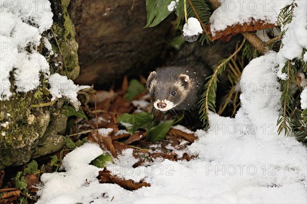 European polecat (Mustela putorius) or woodland polecat, looking out of the bushes, captive, Switzerland, Europe