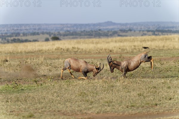 Fight between two Topi lei antelope bulls, Maasai Mara Game Reserve, Kenya, Africa