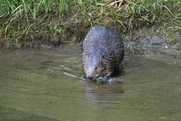 Eurasian beaver, european beaver (Castor fiber) on the river bank entering the water, Freiamt, Canton Aargau, Switzerland, Europe