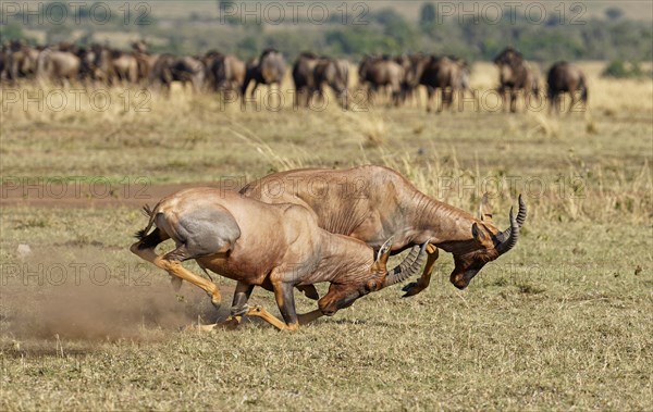 Fight between two Topi lei antelope bulls, Maasai Mara Game Reserve, Kenya, Africa