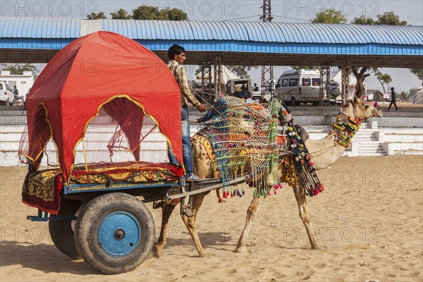 PUSHKAR, INDIA, NOVEMBER 22, 2012: Camel "taxi" for tourists at Pushkar camel fair (Pushkar Mela), annual five-day camel and livestock fair, one of the world's largest camel fairs and tourist attraction