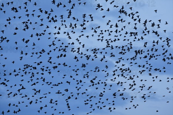 Flock of starlings in flight at dusk