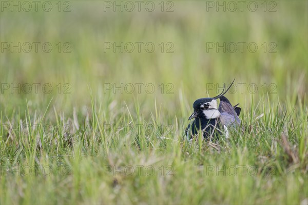 Northern lapwing (Vanellus vanellus), Lower Saxony, Germany, Europe