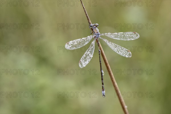 Lestes virens (Lestes virens), Emsland, Lower Saxony, Germany, Europe