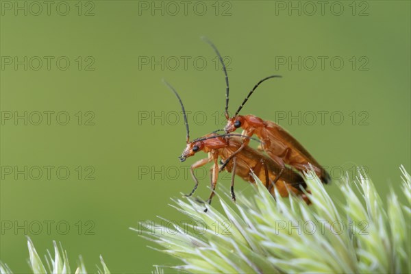 Common red soldier beetle (Rhagonycha fulva) two adult insects mating on a grass flower head, Suffolk, England, United Kingdom, Europe