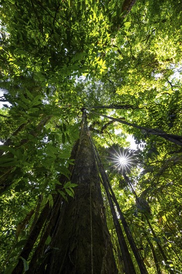 Dense vegetation in the tropical rainforest, roots of a strangler fig on a tree, view upwards, Sun Star, Corcovado National Park, Osa, Puntarena Province, Costa Rica, Central America