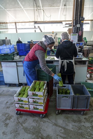 Asparagus farm, green asparagus is washed, cut and sorted by quality, weighed, portioned and packaged after harvesting, near Dormagen, Rhineland, North Rhine-Westphalia, Germany, Europe