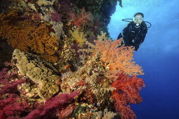 Female diver looking at reef wall drop off of colourful coral reef with soft corals (Dendronephthya), Red Sea, dive site Elphinstone Reef Reef, Egypt, Africa