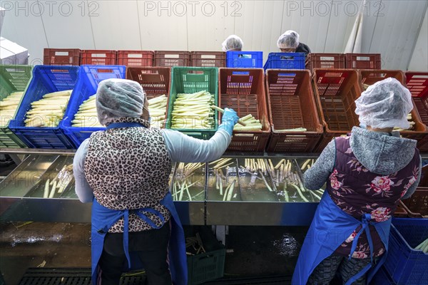 Asparagus farm, white asparagus is washed, cut and sorted by quality after harvesting, near Dormagen, Rhineland, North Rhine-Westphalia, Germany, Europe