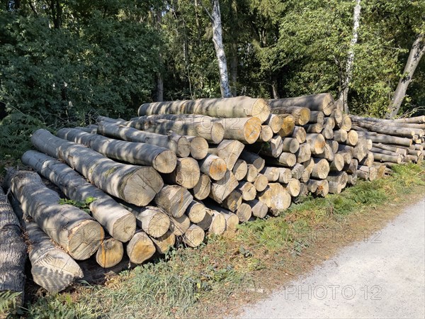 Stacked cut down tree trunks on the edge of a forest path, in the background budding trees forest, Münsterland, North Rhine-Westphalia, Germany, Europe