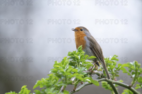 European robin (Erithacus rubecula) on a curved branch with freshly sprouted green leaves in spring, looking to the left and chirping, background light blurred, Rombergpark, Dortmund, Ruhr area, Germany, Europe