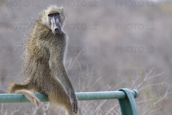 Chacma baboon (Papio ursinus), adult male, looking at camera, sitting on the guardrail of the bridge, overlooking the Olifants River, Kruger National Park, South Africa, Africa