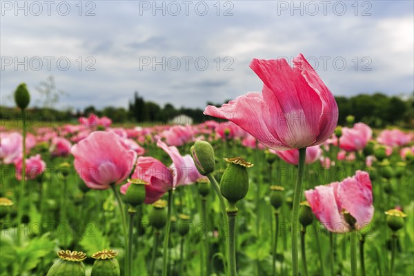 Field of opium poppy (Papaver somniferum) in the wind, cultivation of edible poppy, poppy field, pink flowers and seed capsules, Germerode, Meißner, Geo-nature park Park Frau-Holle-Land, Hesse, Germany, Europe