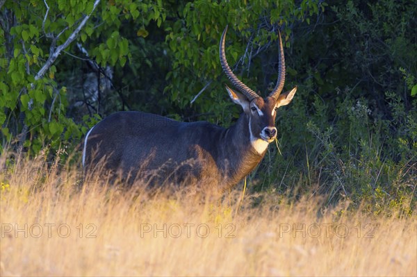 Africa, Botswana, elliptic waterbuck, Kobus ellipsiprymnus, Botswana, Botswana, Africa