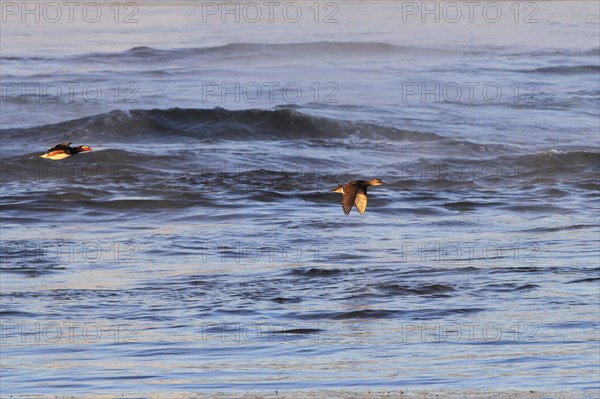 Morning in winter at the Elbe in Dresden, Mandarin ducks in flight, January, Saxony, Germany, Europe