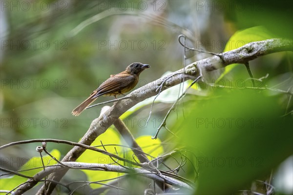 Tanager (Thraupidae), brown bird sitting on a branch in the rainforest, Corcovado National Park, Osa, Puntarena Province, Costa Rica, Central America