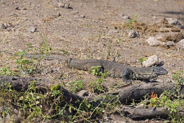 A monitor lizard sunbathing on the dry ground between stones and plants, Nile monitor lizard (Papio ursinus), Kasane, Chobe River National Park, Botswana, Africa