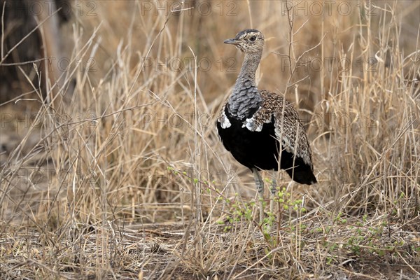 Red-crested Bustard (Lophotis ruficrista), adult, foraging, alert, Kruger National Park, Kruger National Park, Kruger National Park South Africa