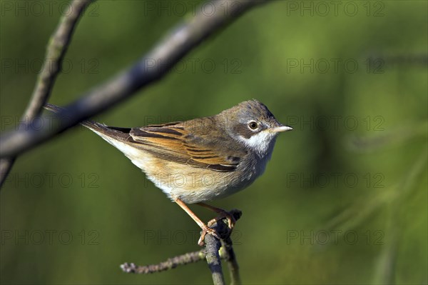 Whitethroat, songbird, (Sylvia communis), Bad Dürkheim district, Rhineland-Palatinate, Federal Republic of Germany