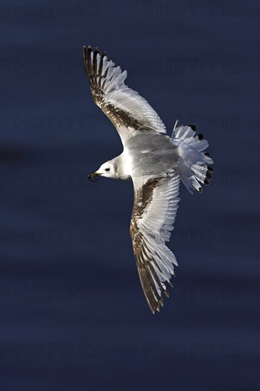 Kittiwake, flight photo, Heligoland Island, (Rissa tridactyla), Heligoland, Heligoland Island, Schleswig-Holstein, Federal Republic of Germany