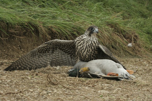 Gerfalcon (Falco rusticolus) young mating bird mantles over a mallard drake (Anas platyrhynchos) Allgäu, Bavaria, Germany, Allgäu, Bavaria, Germany, Europe