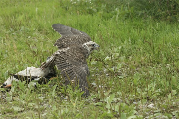 Gerfalcon (Falco rusticolus) young mallard trying to pull beaten mallard drake (Anas platyrhynchos) into cover, Allgäu, Bavaria, Germany, Allgäu, Bavaria, Germany, Europe