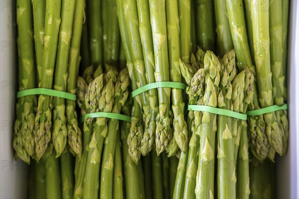 Asparagus farm, green asparagus is washed, cut and sorted by quality after harvesting, near Dormagen, Rhineland, North Rhine-Westphalia, Germany, Europe