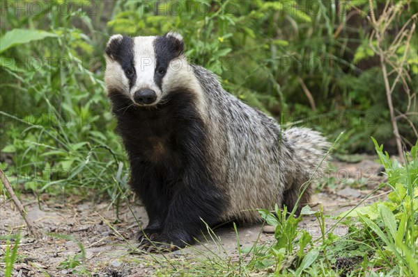 A badger sits relaxed on the ground in a green forest landscape, european badger (Meles meles), Germany, Europe