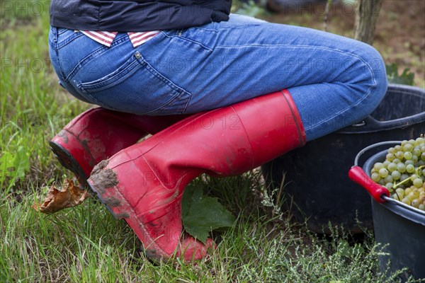 Woman with red rubber boots at the grape grape harvest