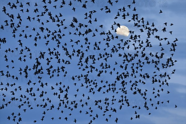 Flock of starlings in flight in front of full moon, Switzerland, Europe