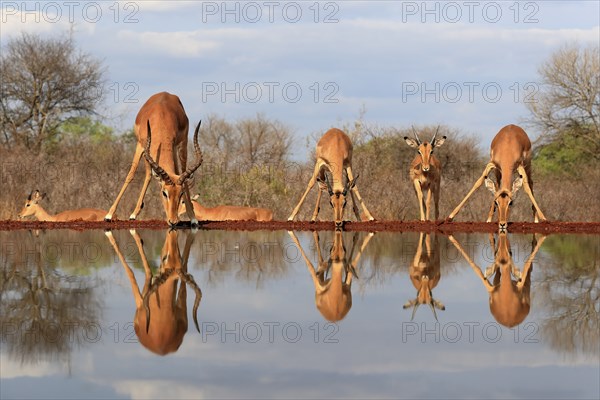 Black Heeler Antelope (Aepyceros melampus), adult, group, female, male, at the water, drinking, Kruger National Park, Kruger National Park, Kruger National Park South Africa